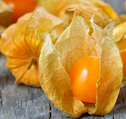 Aguaymanto Golden Berry